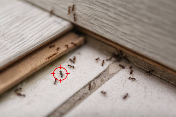 Pest Control for Restaurants in North Pembroke, MA