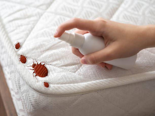 Reliable North Pembroke, MA Pest Control Solutions