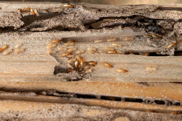 Best Best Pest Control Companies  in North Pembroke, MA
