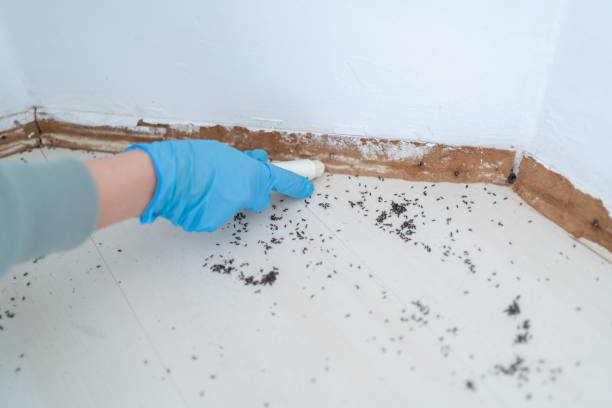 Best Cockroach Control Services  in North Pembroke, MA